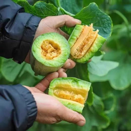 博洋瓜系列的天花板，劲脆香甜的蜜七七脆甜蜜瓜 商品图3