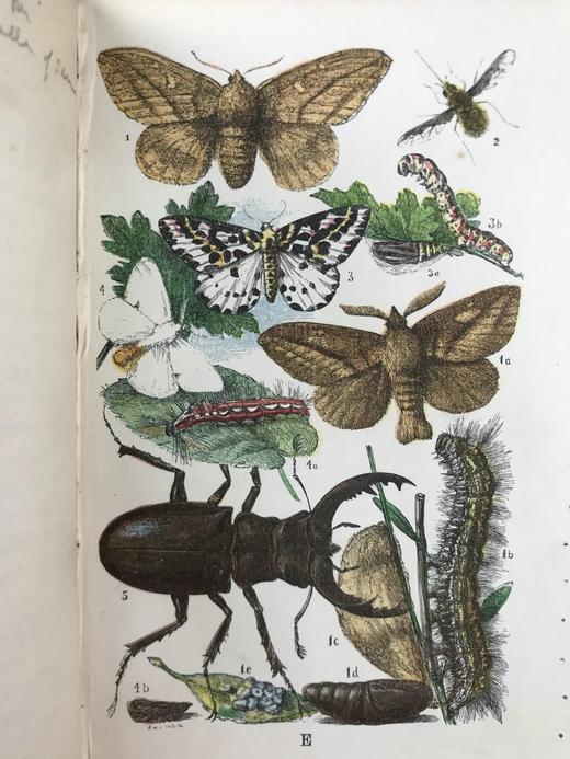 1861年 乡村常见事物图鉴 配多幅套色版画插图 漆布精装36开 商品图5