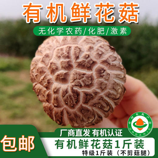 【厂商直发】有机鲜香菇段木香菇1斤/2斤香味浓郁肉质厚实自然鲜美包邮 商品图10