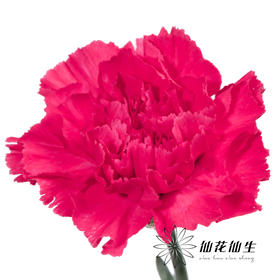 单头康乃馨 | 弗洛伊德