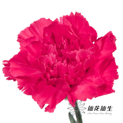 单头康乃馨 | 弗洛伊德 商品图0