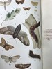 约20世纪早期 英国蝴蝶与蛾类图鉴 70页彩色插图 漆布精装大32开 商品缩略图6