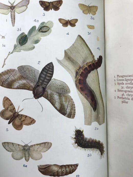 约20世纪早期 英国蝴蝶与蛾类图鉴 70页彩色插图 漆布精装大32开 商品图6