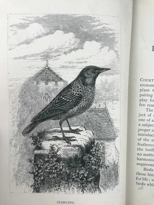 1882年 乡村鸟类生活 数十幅木版画插图 漆布精装32开 商品图4