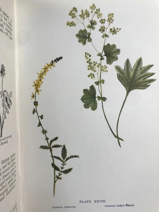 1909年 野外花卉图鉴 92幅彩色245幅黑白插图 漆布精装32开 商品图7