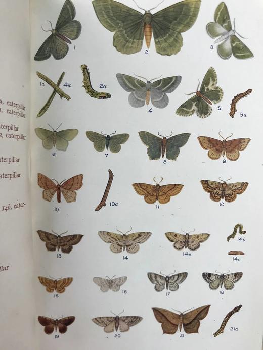 约20世纪早期 英国蝴蝶与蛾类图鉴 70页彩色插图 漆布精装大32开 商品图11