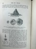 1903年 海滩生物图鉴 8页彩色300余幅黑白插图 漆布精装32开 商品缩略图13