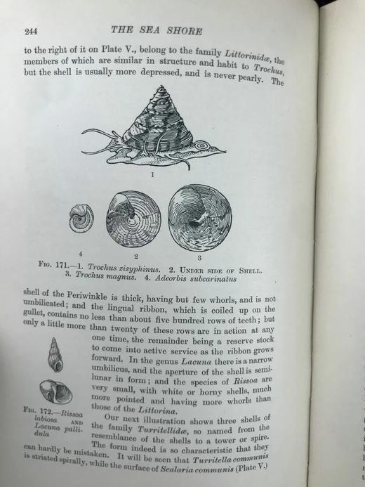 1903年 海滩生物图鉴 8页彩色300余幅黑白插图 漆布精装32开 商品图13