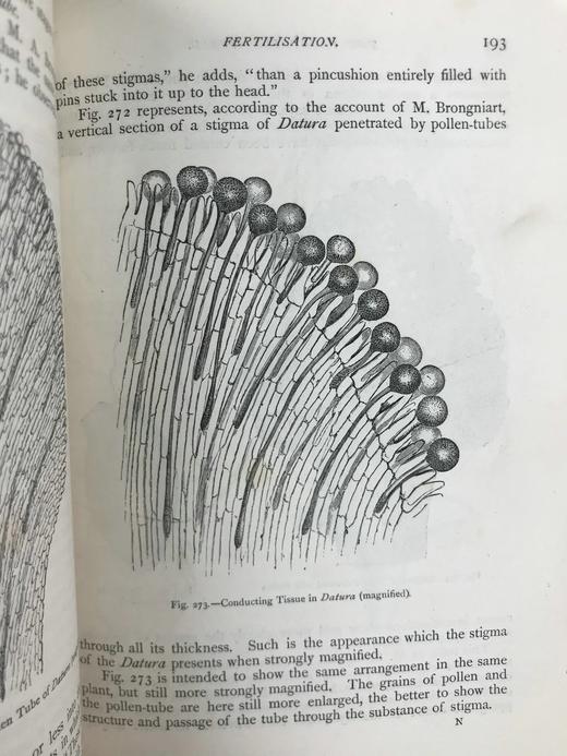 约19世纪后期 植物世界 476幅插图 全真皮精装32开 商品图12