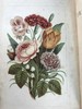 约19世纪后期 万国花卉图鉴 配多幅套色版画插图 漆布精装36开 商品缩略图3