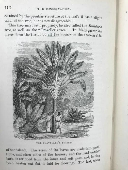 约19世纪后期 植物生命的美丽与奇观 数十幅版画插图 漆布精装36开 商品图10