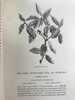 1886年 英国森林树木图鉴 百余幅插图 漆布精装32开 商品缩略图12