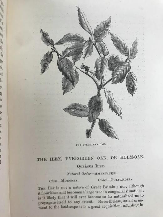 1886年 英国森林树木图鉴 百余幅插图 漆布精装32开 商品图12