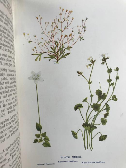 1909年 野外花卉图鉴 92幅彩色245幅黑白插图 漆布精装32开 商品图3