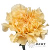 单头康乃馨 | 香槟 商品缩略图0
