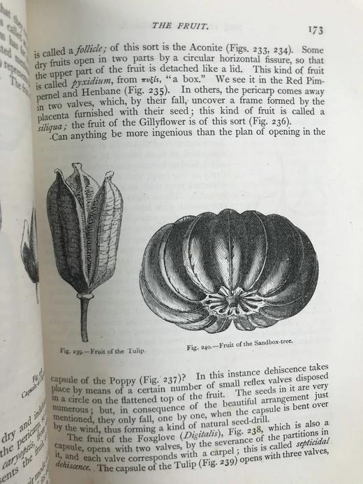 约19世纪后期 植物世界 476幅插图 全真皮精装32开 商品图14