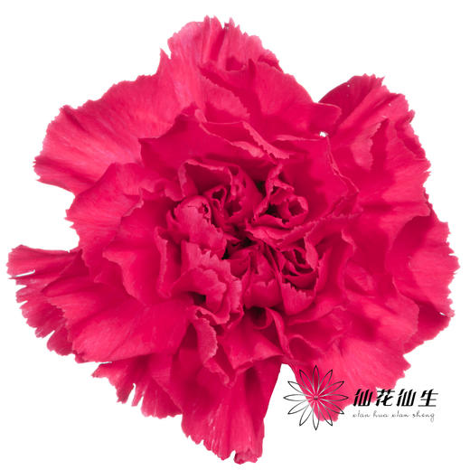 单头康乃馨 | 弗洛伊德 商品图3