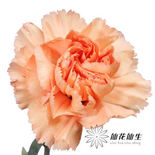 单头康乃馨 | 梅根 商品图2