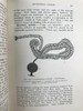 1910年 动物学纲要 420幅插图 漆布精装32开 商品缩略图9