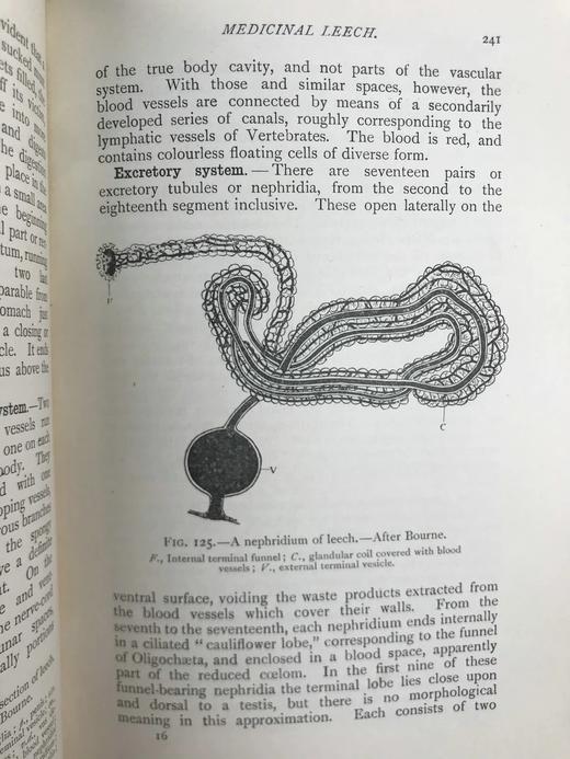 1910年 动物学纲要 420幅插图 漆布精装32开 商品图9