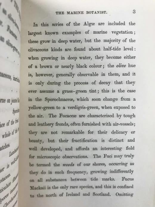 1853年 海洋植物学家：英国海藻研究入门 7页版画插图 真皮精装36开 商品图13