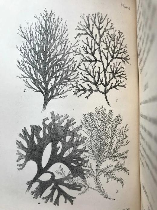 1853年 海洋植物学家：英国海藻研究入门 7页版画插图 真皮精装36开 商品图11