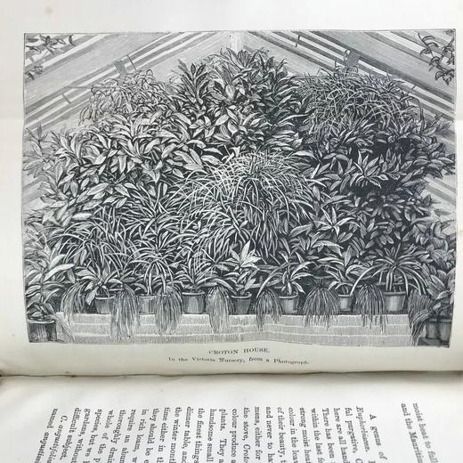 1876年 温室与暖房观叶植物 数十幅版画插图 漆布精装32开 商品图6