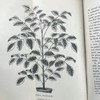 1876年 温室与暖房观叶植物 数十幅版画插图 漆布精装32开 商品缩略图12