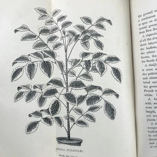 1876年 温室与暖房观叶植物 数十幅版画插图 漆布精装32开 商品图12