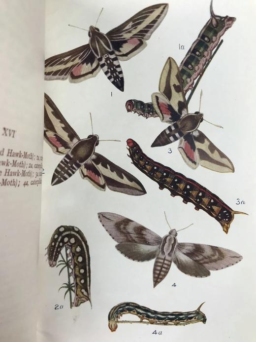 约20世纪早期 英国蝴蝶与蛾类图鉴 70页彩色插图 漆布精装大32开 商品图9