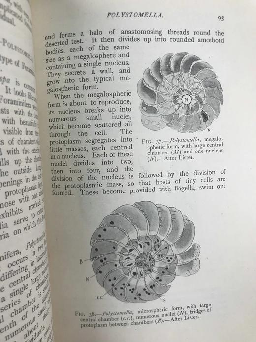1910年 动物学纲要 420幅插图 漆布精装32开 商品图13