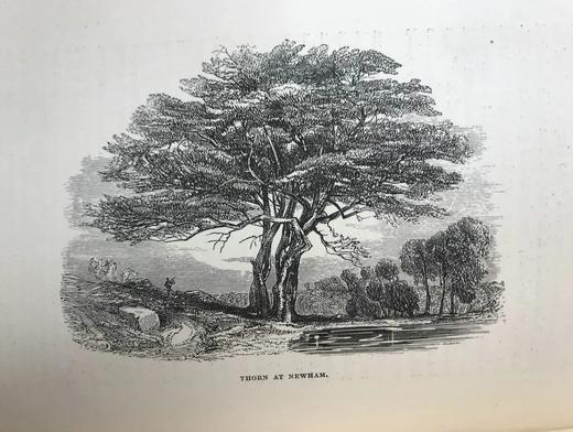 1886年 英国森林树木图鉴 百余幅插图 漆布精装32开 商品图6