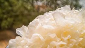 方家铺子 雪耳（银耳）160g/袋装