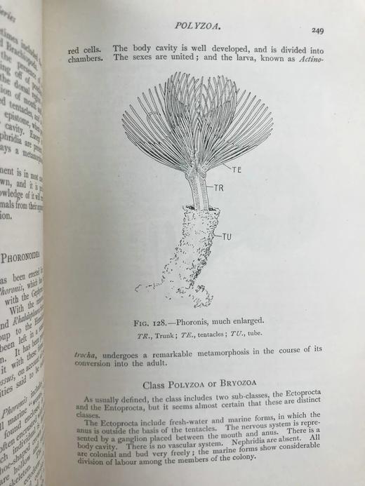 1910年 动物学纲要 420幅插图 漆布精装32开 商品图8