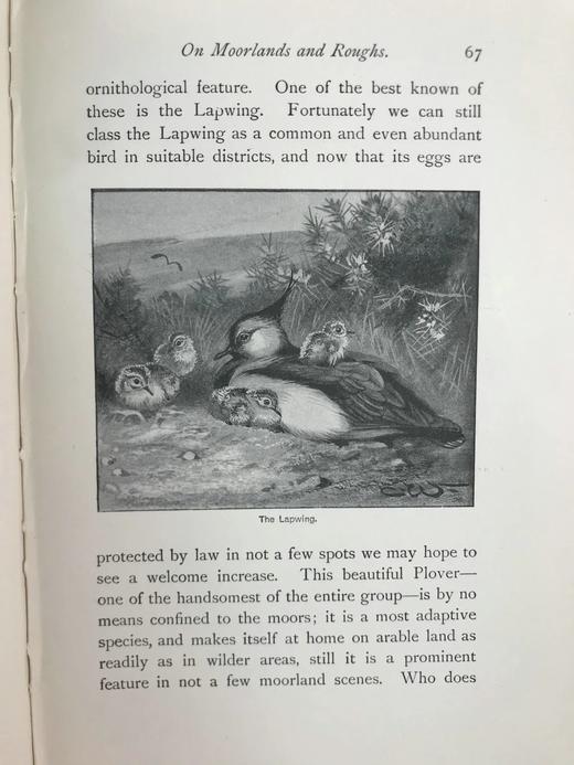 1900年 北方郡鸟类观察记录 1幅彩色40幅黑白插图 漆布精装32开 商品图12