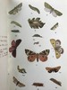 约20世纪早期 英国蝴蝶与蛾类图鉴 70页彩色插图 漆布精装大32开 商品缩略图3