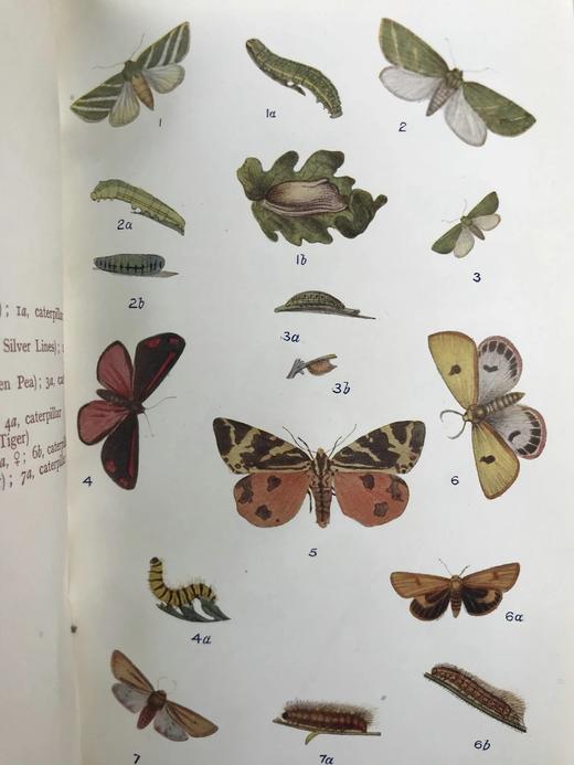 约20世纪早期 英国蝴蝶与蛾类图鉴 70页彩色插图 漆布精装大32开 商品图3