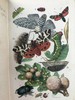 1861年 乡村常见事物图鉴 配多幅套色版画插图 漆布精装36开 商品缩略图4