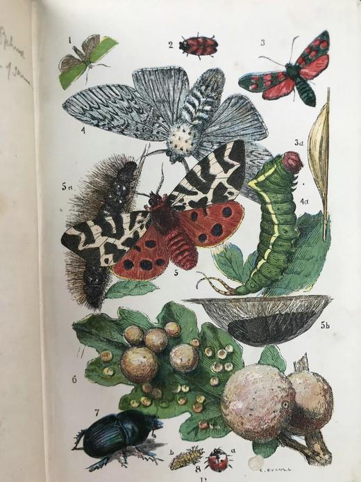 1861年 乡村常见事物图鉴 配多幅套色版画插图 漆布精装36开 商品图4