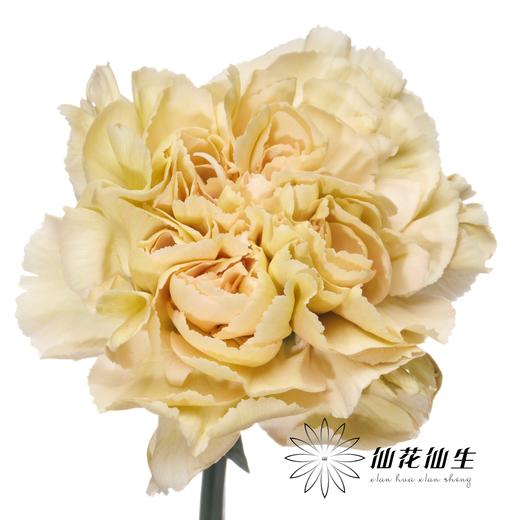 单头康乃馨 | 雷格马龙 商品图2