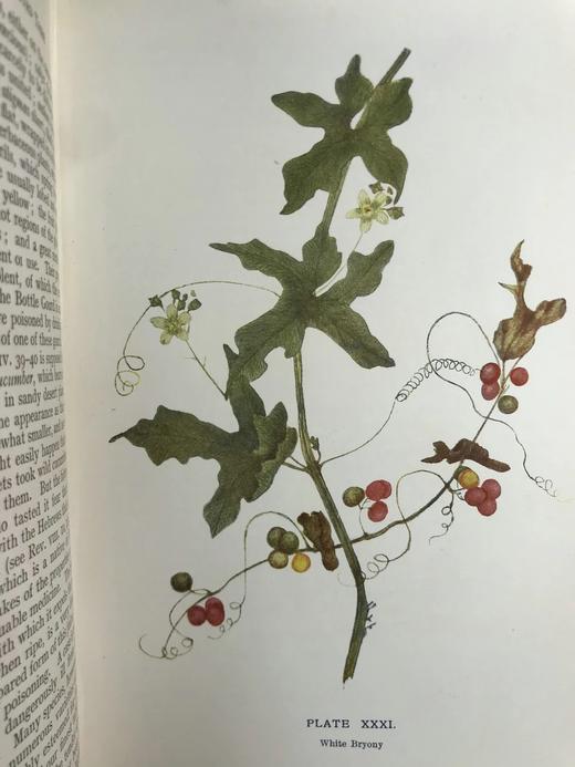 1909年 野外花卉图鉴 92幅彩色245幅黑白插图 漆布精装32开 商品图4