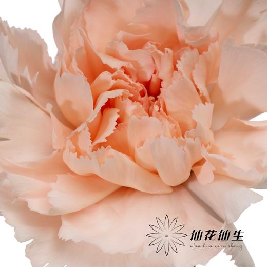 单头康乃馨 | 流光宜彩 商品图1