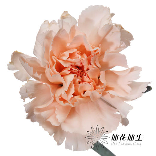 单头康乃馨 | 流光宜彩 商品图4