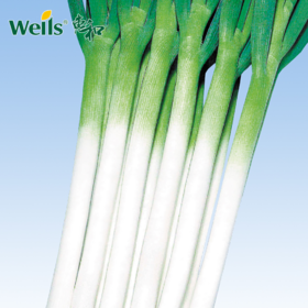 「专业种子」益夏 大葱杂交种子 葱白商品性超群、耐病高产
