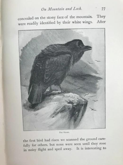 1900年 北方郡鸟类观察记录 1幅彩色40幅黑白插图 漆布精装32开 商品图13