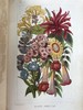 约19世纪后期 万国花卉图鉴 配多幅套色版画插图 漆布精装36开 商品缩略图12