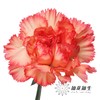 单头康乃馨 | 火焰 商品缩略图0