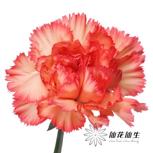 单头康乃馨 | 火焰 商品图0