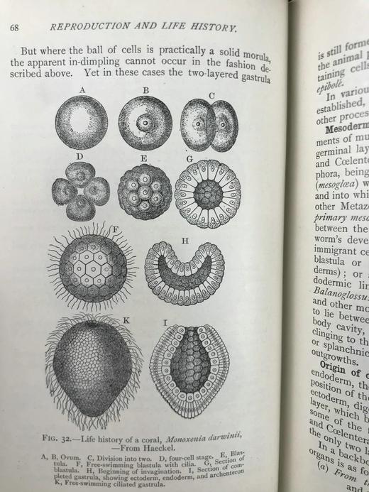 1910年 动物学纲要 420幅插图 漆布精装32开 商品图14