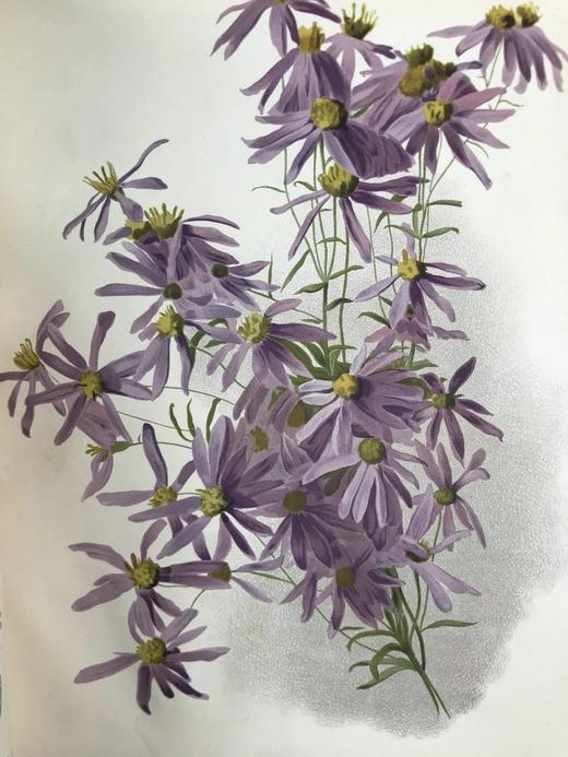 约19世纪后期 图解园艺词典（全4卷） 数百幅精美版画插图 漆布精装16开 商品图3